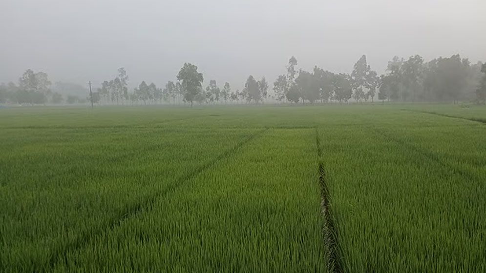 হঠাৎ ঘন কুয়াশায় ঢাকা পড়ল পঞ্চগড়