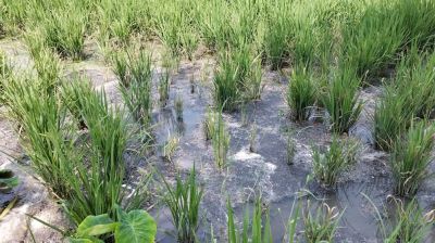 শেরপুরে মজুমদার ফুডের পানির পাইপ ফেটে ধানের জমিতে ক্ষতি