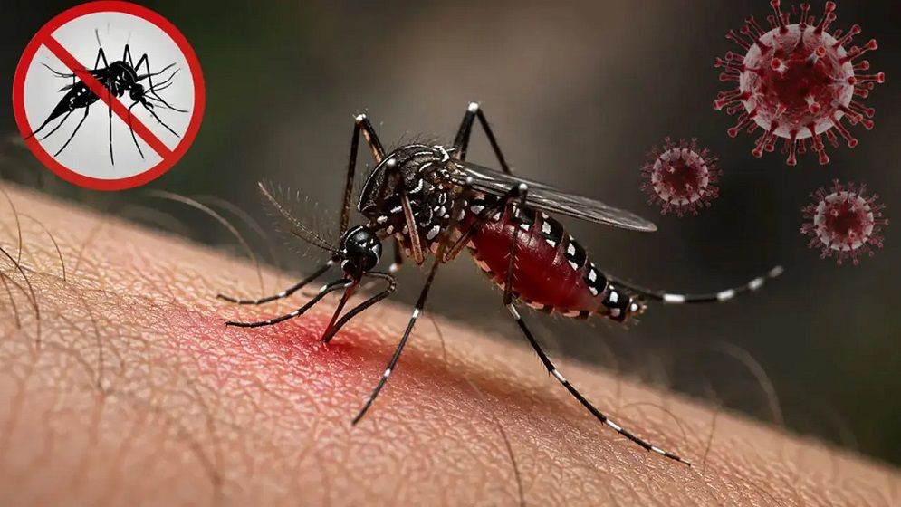 ২৪ ঘণ্টায় ডেঙ্গুতে আরও ৬ মৃত্যু, হাসপাতালে ভর্তি ১৮৮৬